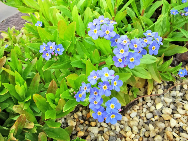 Sumpfvergißmeinnicht - Myosotis palustris